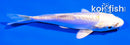 4" DOITSU PLATINUM OGON