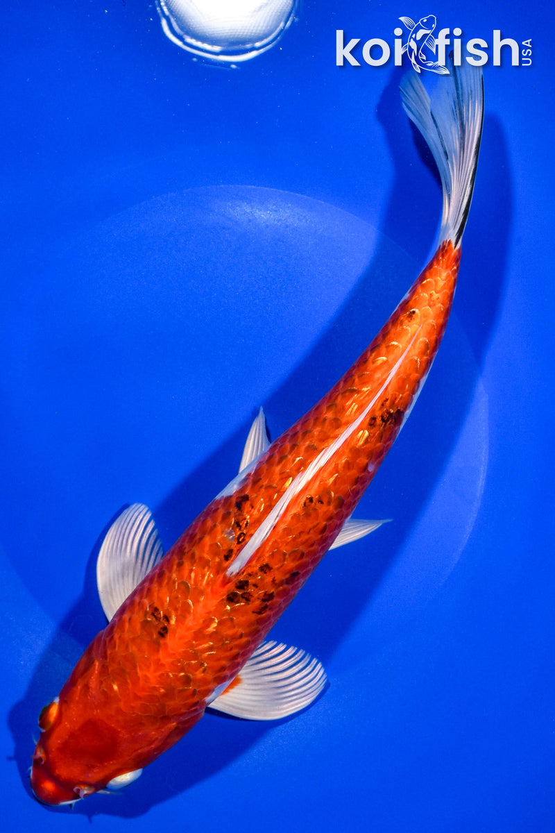 10.75" GINRIN YAMATO NISHIKI