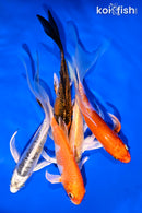 PACK OF (5) 4.5-6" BUTTERFLY KOI