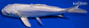 7" DOITSU PLATINUM OGON