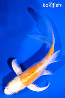 5.5" LEMON HARIWAKE BUTTERFLY