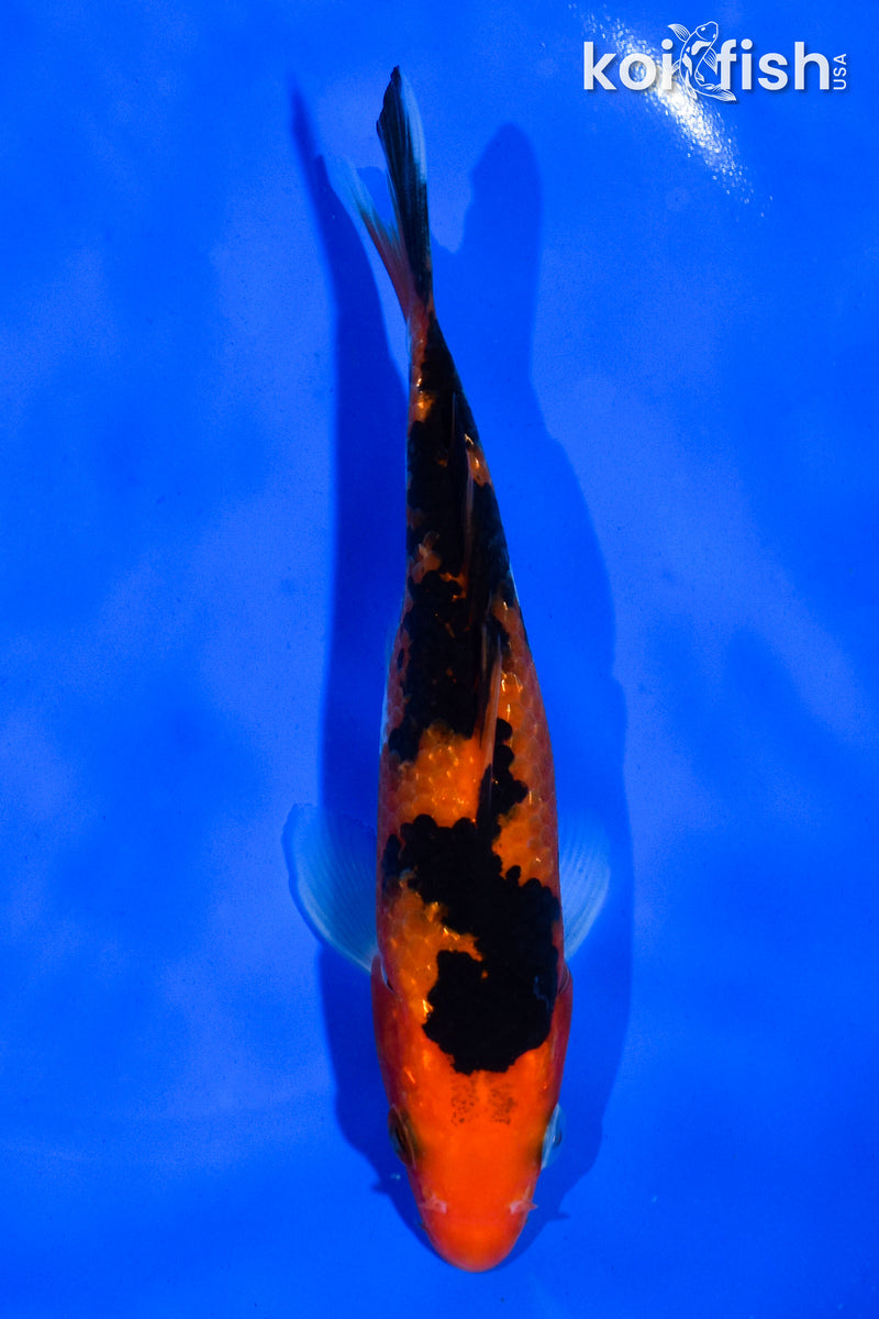 5.5" AKA SANKE