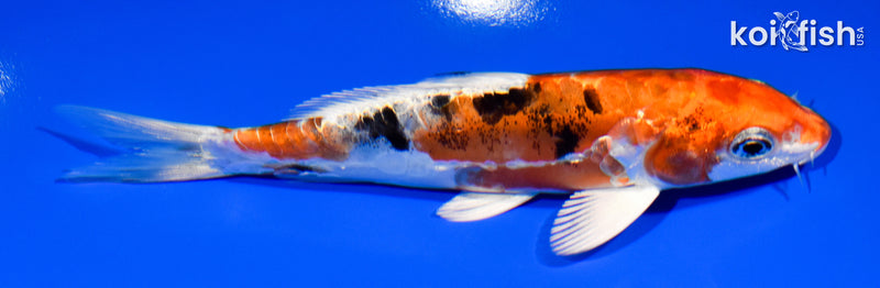 5.75" HEISEI NISHIKI