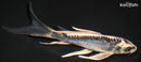 7.75" BENI KIKOKURYU BUTTERFLY