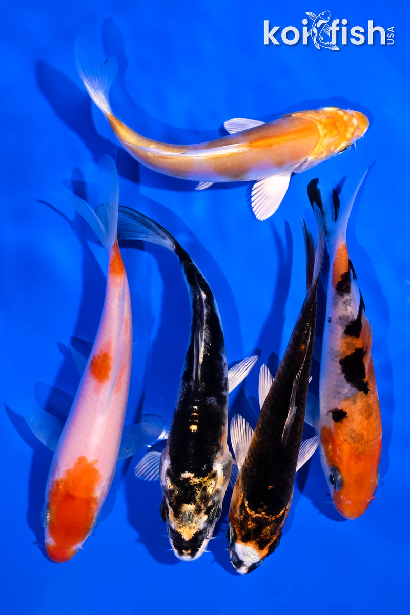 PACK OF (5) 4-5" STANDARD KOI