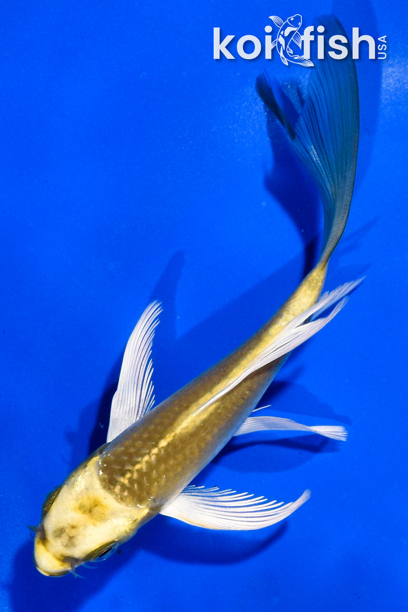 5" KI MATSUBA BUTTERFLY