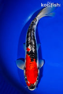 13.75" DOITSU GOSHIKI