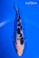 5.5" SHIRO UTSURI