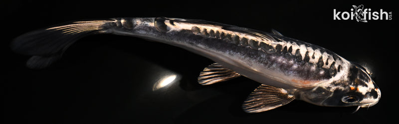 7.75" BENI KIKOKURYU
