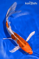 8.75" KUJAKU BUTTERFLY