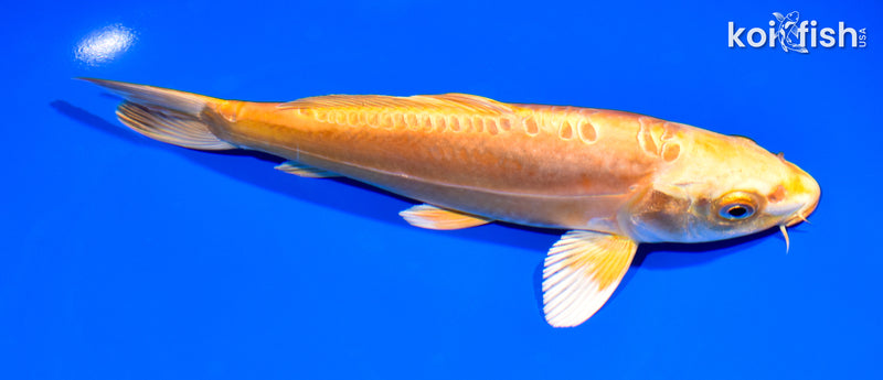 7.5" DOITSU ORENJI OGON