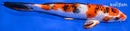6.5" YAMATO NISHIKI