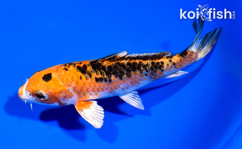 5" YAMATO NISHIKI