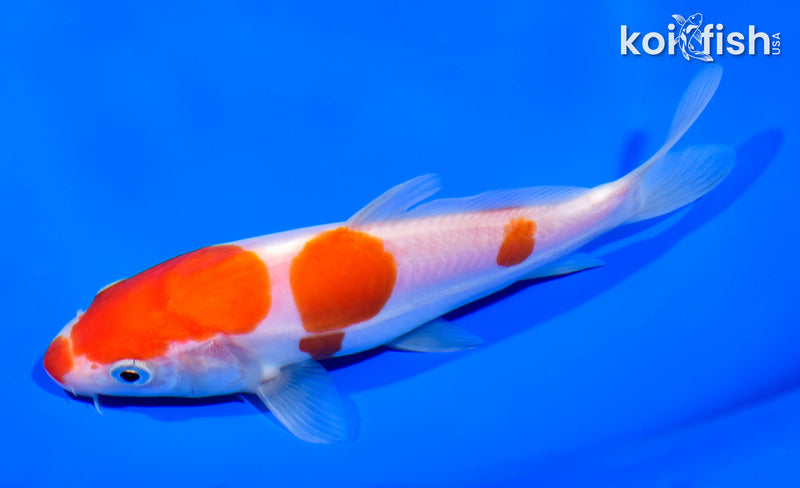 5.75" DOITSU SANDAN KOHAKU