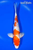 10.5" GINRIN HARIWAKE