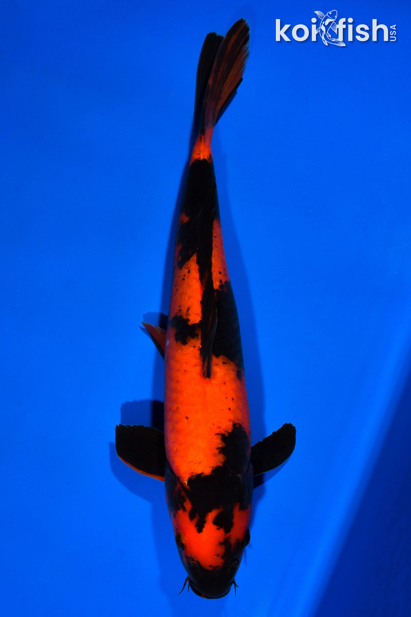 14.25" HI UTSURI