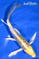 7.75" KIN KIKOKURYU BUTTERFLY