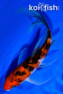 7.5" SANKE BUTTERFLY