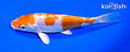 6.5" KIKUSUI