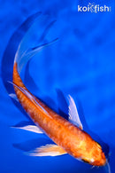 5.25" ARAGOKE HARIWAKE BUTTERFLY