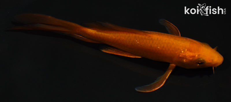 5.5" CHAGOI BUTTERFLY