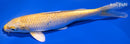 7.5" YAMABUKI OGON
