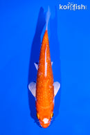 5.5" GINRIN HARIWAKE