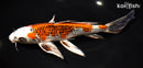 9.5" KUJAKU BUTTERFLY