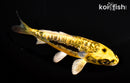 5.25" GINRIN KIN KIKOKURYU