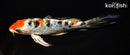 6.75" HEISEI NISHIKI BUTTERFLY