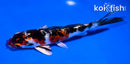 5.5" YAMATO NISHIKI