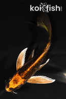 5.5" ARAGOKE BENI KIKOKURYU BUTTERFLY