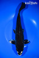 12" GINRIN MATSUKAWABAKE