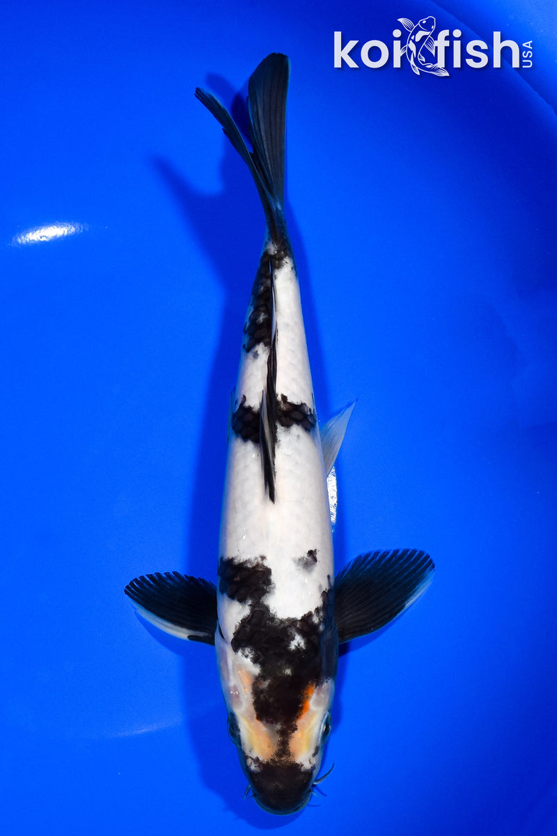 9.5" SHIRO UTSURI