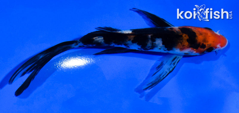 5.5" SANKE BUTTERFLY