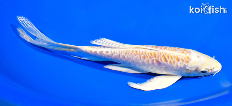 7.5" ARAGOKE LEMON HARIWAKE BUTTERFLY