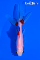 4.75" WATONAI GOLDFISH