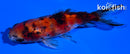 3.75" CALICO WAKIN GOLDFISH
