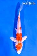 4.5" HARIWAKE