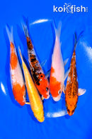 PACK OF (5) 5-5.25" STANDARD KOI