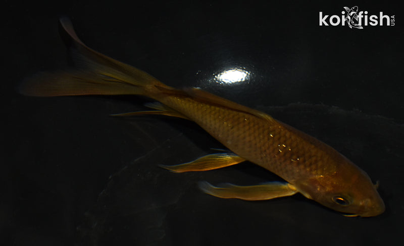 5.5" CHAGOI BUTTERFLY