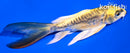5.5" KIN KIKOKURYU BUTTERFLY