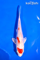 6" GINRIN HARIWAKE