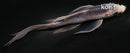 5.5" ASAGI BUTTERFLY