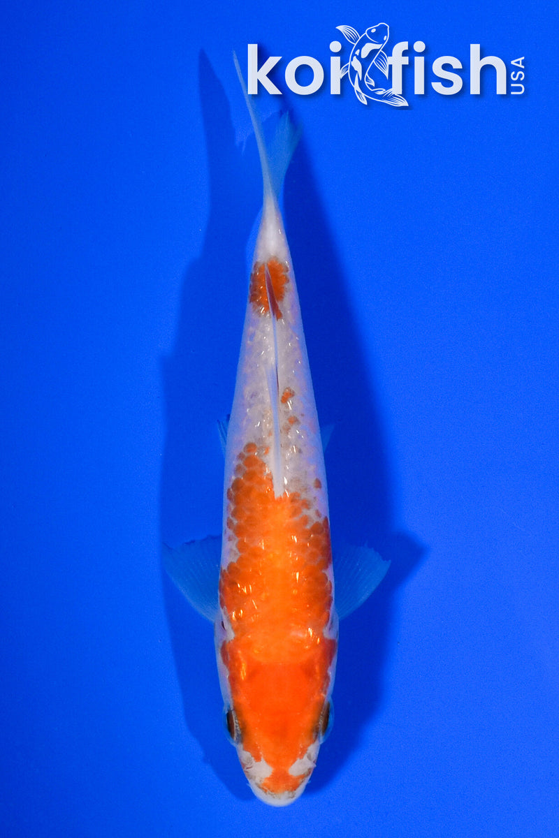 4" GINRIN KOHAKU