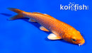 4" ORENJI OGON