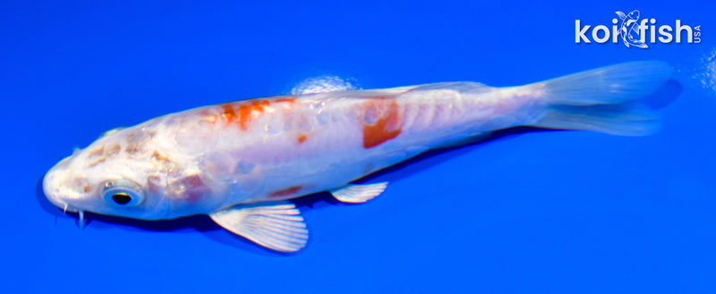 5.5" KIKUSUI