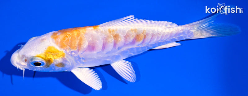 4.25" ARAGOKE LEMON HARIWAKE