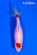 4.75" MARUTEN WAKIN GOLDFISH