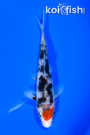 5.75" BENI MATSUKAWABAKE